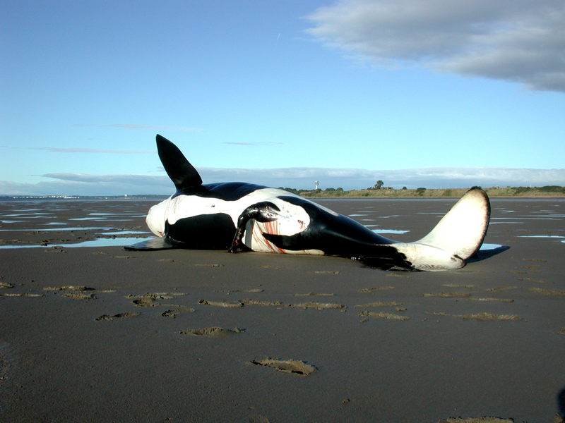 A dead killer whale that washed up in the Mersey Estaury in 2001, the last time one of the species stranded in England or Wales. The UK population is now small and confined to the remote north of Scotland.